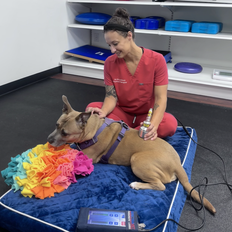 Physical Therapy for Pets in Voorhees